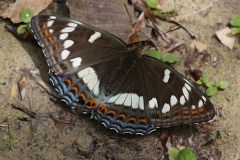 Limenitis populi ; Grand Sylvain (Le), Nymphale du Peuplier (La)