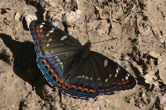Limenitis populi ; Grand Sylvain (Le), Nymphale du Peuplier (La)