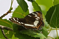 Limenitis populi ; Grand Sylvain (Le), Nymphale du Peuplier (La)
