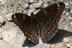 Limenitis populi ; Grand Sylvain (Le), Nymphale du Peuplier (La)
