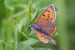 Lycaena hippothoe, Cuivré écarlate (Le)