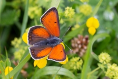 Lycaena hippothoe, Cuivré écarlate (Le)