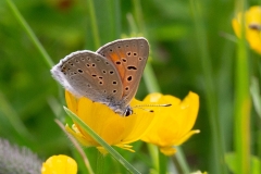 Lycaena hippothoe, Cuivré écarlate (Le)