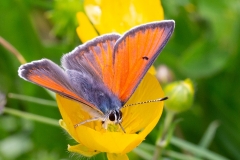 Lycaena hippothoe, Cuivré écarlate (Le)