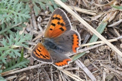 Lycaena phlaeas ; Cuivré commun (Le), Argus bronzé (L'), Bronzé (Le)
