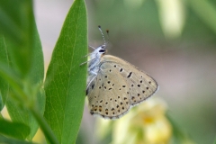Lycaena tityrus, Cuivré fuligineux (Le)