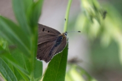 Lycaena tityrus, Cuivré fuligineux (Le)