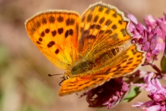 Lycaena virgaureae, Cuivré de la Verge-d'or (Le)