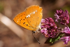 Lycaena virgaureae, Cuivré de la Verge-d'or (Le)
