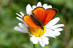 Lycaena virgaureae, Cuivré de la Verge-d'or (Le)