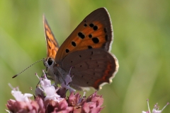 Lycaena phlaeas, Cuivré commun (Le)