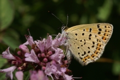 Femelle de Lycaena tityrus, Cuivré fuligineux (Le)