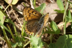 Femelle de Lycaena tityrus, Cuivré fuligineux (Le)