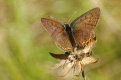 Mâle de Lycaena tityrus, Cuivré fuligineux (Le)