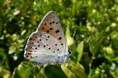 Lycaena alciphron ; Cuivré mauvin (Le), Cuivré flamboyant (Le), Argus pourpre (L')