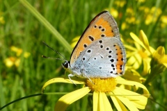 Lycaena dispar ; Cuivré des marais (Le), Grand Cuivré (Le), Grand Argus satiné (Le), Argus satiné à taches noires (Le), Lycène disparate (Le), Cuivré de la Parelle-d'eau (Le)