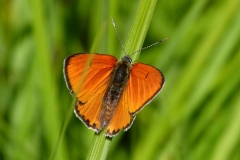 Lycaena dispar ; Cuivré des marais (Le), Grand Cuivré (Le), Grand Argus satiné (Le), Argus satiné à taches noires (Le), Lycène disparate (Le), Cuivré de la Parelle-d'eau (Le)