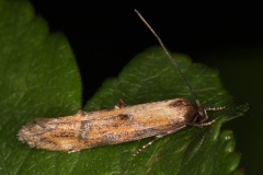 Mompha idaei