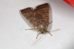 Ipimorpha subtusa, Soumise (La)