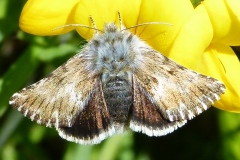 Omia cymbalariae, Omie de l'Hélianthème (L')