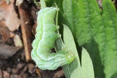Diachrysia chrysitis (complexe avec D. stenochrysis) ; Vert-Doré (Le)
