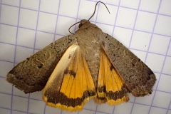 Noctua comes, Hulotte (La)
