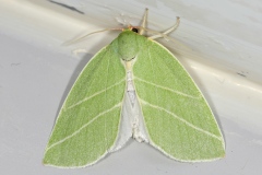 Bena bicolorana, Halias du Chêne (La)