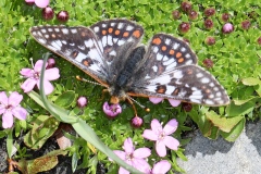 Euphydryas cynthia ; Damier de l'alchémille (Le), Mélitée alpestre (La), Damier dimorphe (Le)