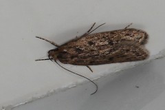 Hofmannophila pseudospretella ; Teigne des Semences (La)