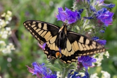 Papilio machaon, Machaon (Le)