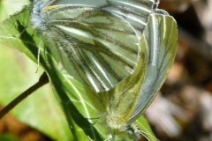 Pieris napi ; Piéride du Navet (La), Papillon blanc veiné de vert (Le)