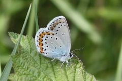 Plebejus argyrognomon, Azuré des Coronilles (L')