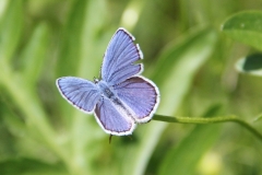 Plebejus argyrognomon, Azuré des Coronilles (L')