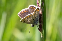 Aricia agestis, Collier-de-corail (Le) ou Aricia artaxerxes, Argus de l'Hélianthème (L')