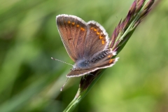 Aricia agestis, Collier-de-corail (Le) ou Aricia artaxerxes, Argus de l'Hélianthème (L')