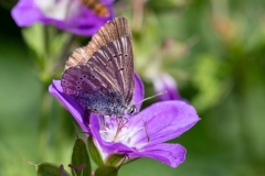 Eumedonia eumedon, Argus de le Sanguinaire (L')