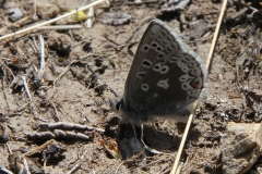 Agriades glandon, Azuré des Soldanelles (L')