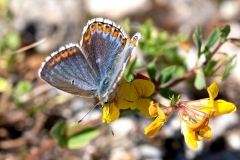 Lysandra bellargus, Azuré bleu-céleste (L')