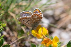 Lysandra bellargus, Azuré bleu-céleste (L')