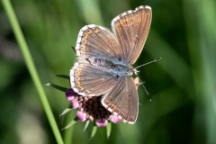 Lysandra coridon, Argus bleu-nacré (L')