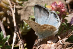Lysandra coridon, Argus bleu-nacré (L')