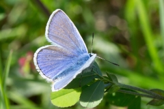 Polyommatus icarus, Azuré de la Bugrane (L')