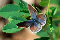 Polyommatus thersites, Azuré de L'Esparcette (L')