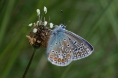 Polyommatus icarus, Azuré de la Bugrane (L')