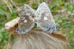 Agriades glandon ; Azuré des Soldanelles (L’), Argus gris-bleu (L’)