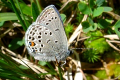 Agriades optilete ; Azuré de la Canneberge (L'), Argus bleu turquin (L'), Argus pervenche (L')