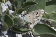 Polyommatus dorylas ; Azuré du Mélilot (L'), Argus turquoise (L'), Azuré (L')