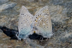 Polyommatus eros ; Azuré de l'Oxytropide (L'), Azuré d'Éros (L'), Argus bleu acier (L')