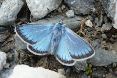 Polyommatus eros ; Azuré de l'Oxytropide (L'), Azuré d'Éros (L'), Argus bleu acier (L')
