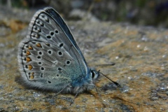 Polyommatus eros ; Azuré de l'Oxytropide (L'), Azuré d'Éros (L'), Argus bleu acier (L')